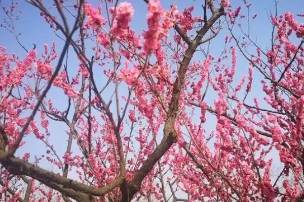 Which park in Shanghai has the best plum blossoms?