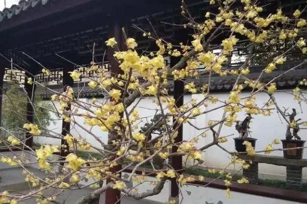 Which park in Shanghai has the best plum blossoms? 