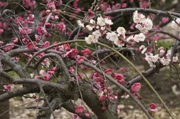 Which park in Shanghai has the best plum blossoms? 