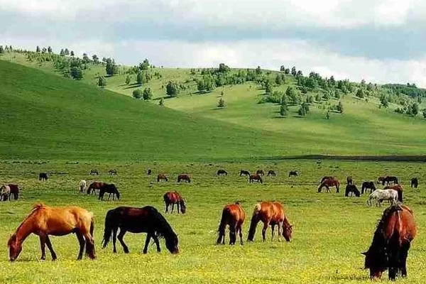 How to Get to the Bashang Grassland from Beijing