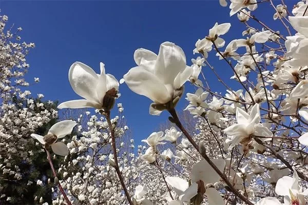 Where to See Magnolia Blossoms in Beijing