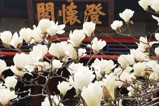 Where to See Magnolia Blossoms in Beijing 