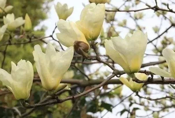 Where to See Magnolia Blossoms in Beijing 