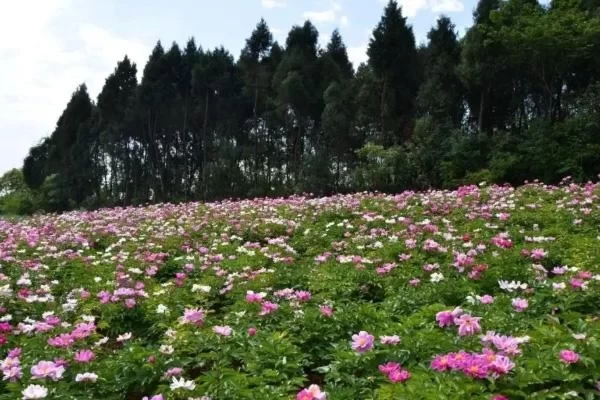 Where is the Zhongjiang Peony Flower Base – Sightseeing Recommendations