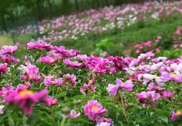 Where is the Zhongjiang Peony Flower Base - Sightseeing Recommendations 