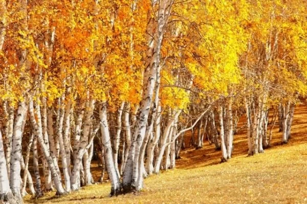 Where to Find Beautiful Scenery in Inner Mongolia in Autumn