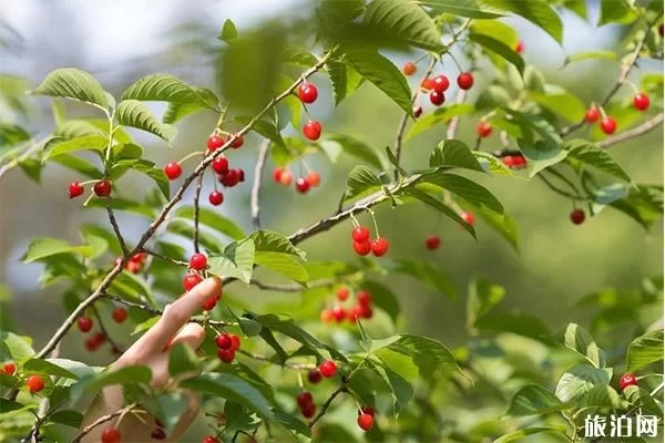 Cherry Picking Guide to Linglong Garden, Xishanping, Beibei