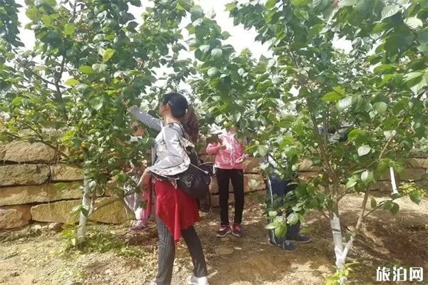 Cherry Picking Guide to Linglong Garden, Xishanping, Beibei 