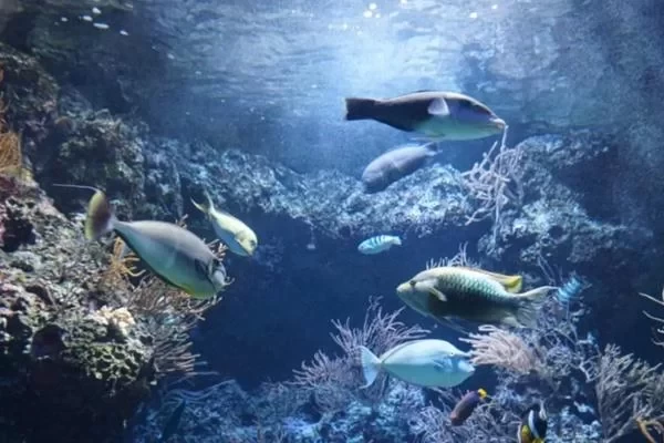 Which Aquarium in Sanya is Better 