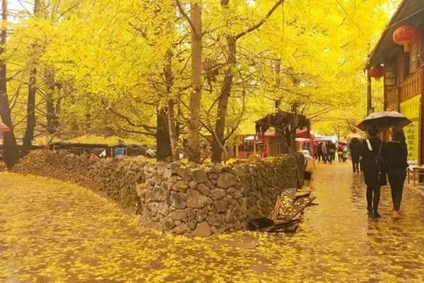 When is the Best Time to Visit the Ginkgo Village in Tengchong, Yunnan?