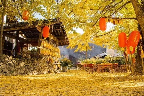 When is the Best Time to Visit the Ginkgo Village in Tengchong, Yunnan? 