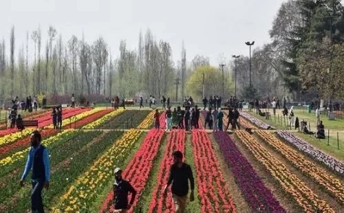 Kashmir Tulip Garden Travel Guide