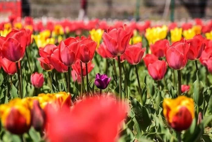 Kashmir Tulip Garden Travel Guide 