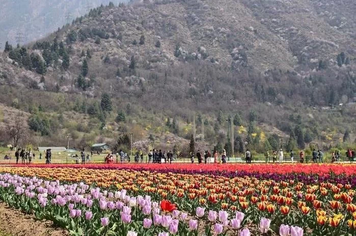 Kashmir Tulip Garden Travel Guide 