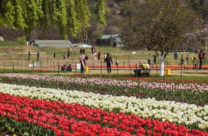 Kashmir Tulip Garden Travel Guide 