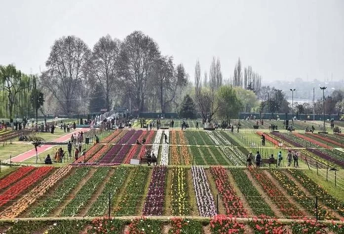 Kashmir Tulip Garden Travel Guide 