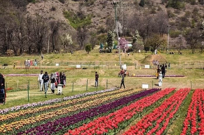 Kashmir Tulip Garden Travel Guide 