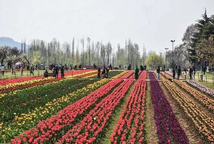 Kashmir Tulip Garden Travel Guide 