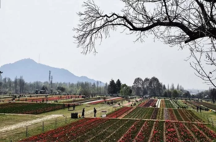 Kashmir Tulip Garden Travel Guide 