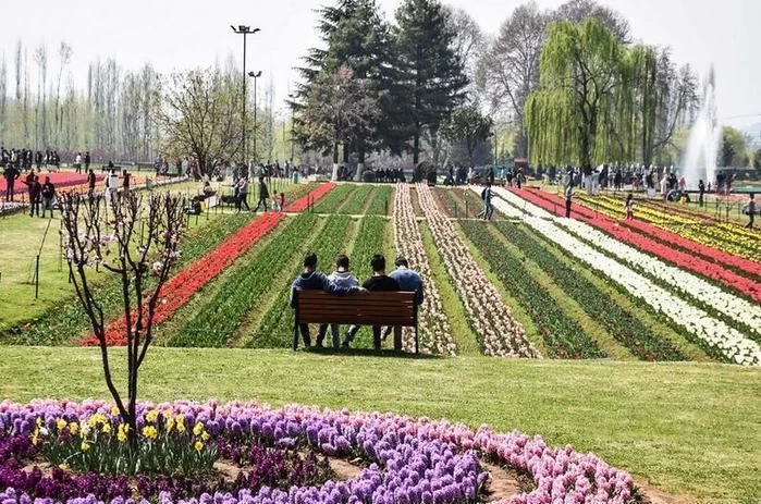 Kashmir Tulip Garden Travel Guide 