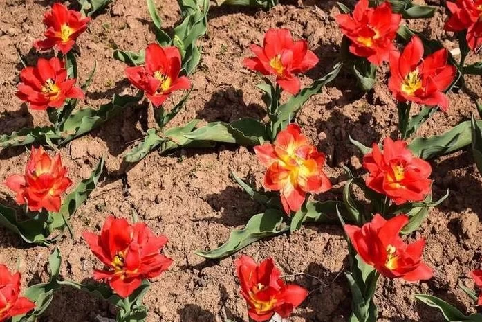 Kashmir Tulip Garden Travel Guide 