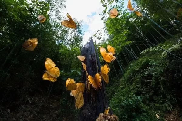 Yunnan Butterfly Valley Travel Guide: Best Time & Location to See the Butterfly Explosion 