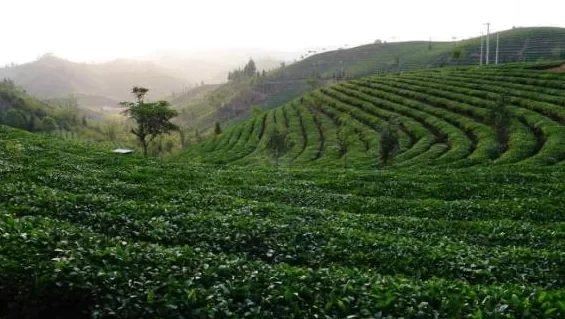 Yunnan Tea Horse Road - Where is Pu'er, Yunnan and what are the interesting places in Yunnan Tea Horse Road 