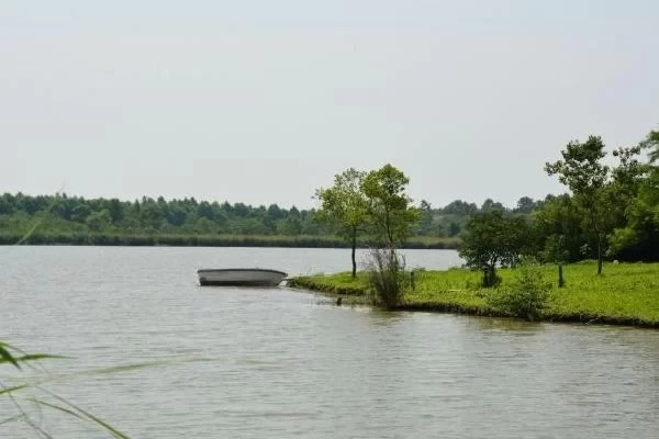 Shanghai Dongtan Wetland Park One-Day Trip Guide