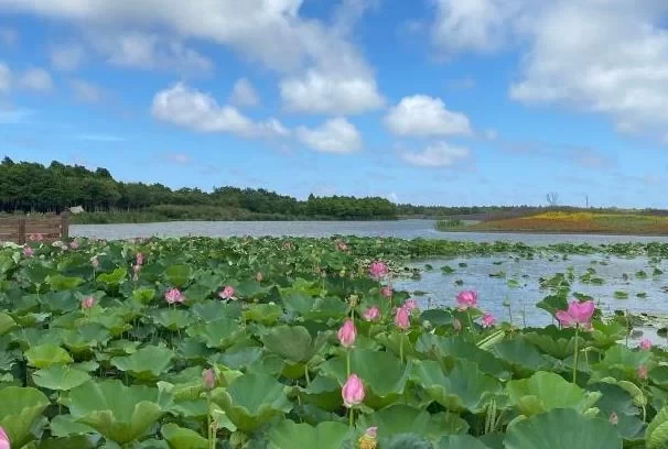 Shanghai Dongtan Wetland Park One-Day Trip Guide 