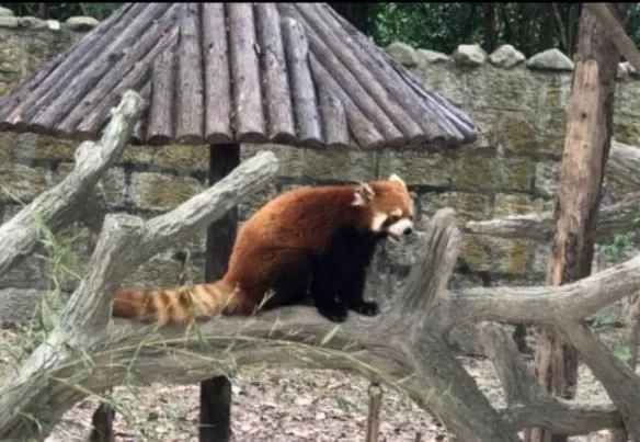 Shanghai Wild Animal Park One-Day Tour Strategy 