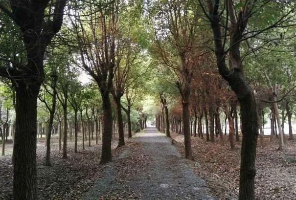 Free Parks Worth Visiting in Shanghai 