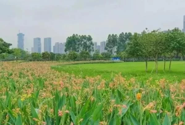 Parks in Foshan where you can pitch a tent 