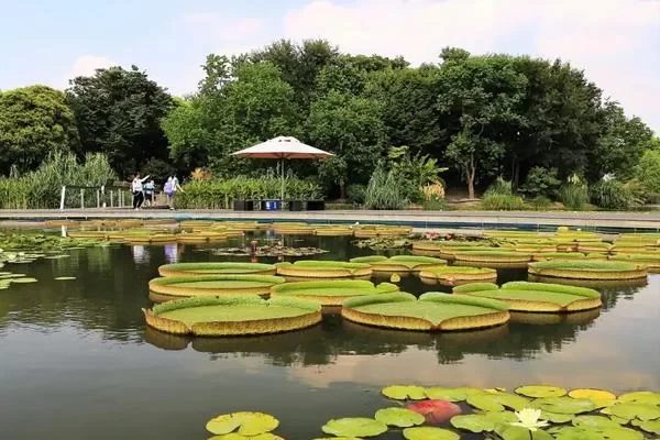 Shanghai Chenshan Botanical Garden One-Day Tour Strategy 