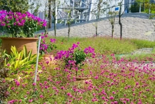 Best Places to See Flowers in Foshan This Spring: A Guide to Flower Sea Attractions 