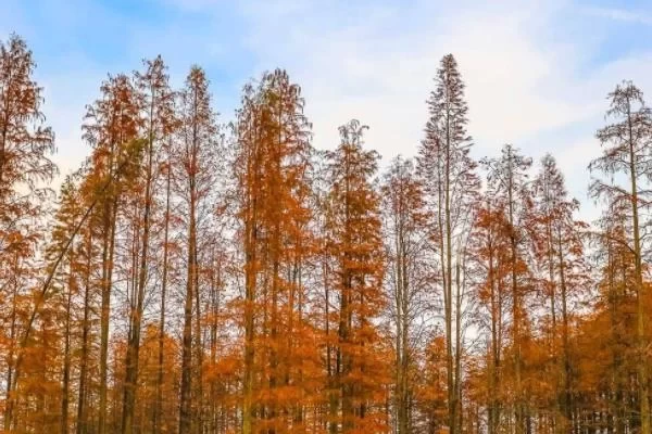 Recommended Parks for Autumn Leaf Viewing in Jing’an, Shanghai