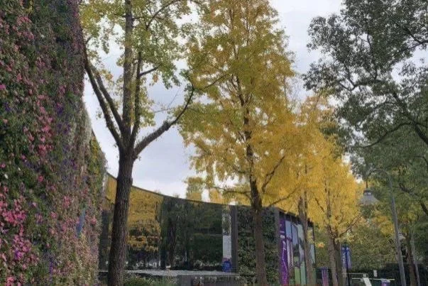 Recommended Parks for Autumn Leaf Viewing in Jing'an, Shanghai 