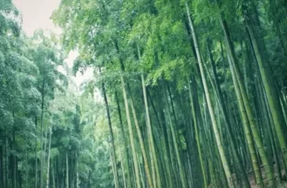 China Anji Bamboo Sea Travel Guide: Where is the Anji Bamboo Sea? 