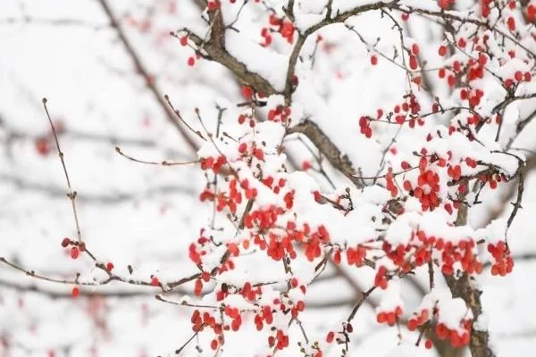 Best Places to Admire Plum Blossoms in Shanghai