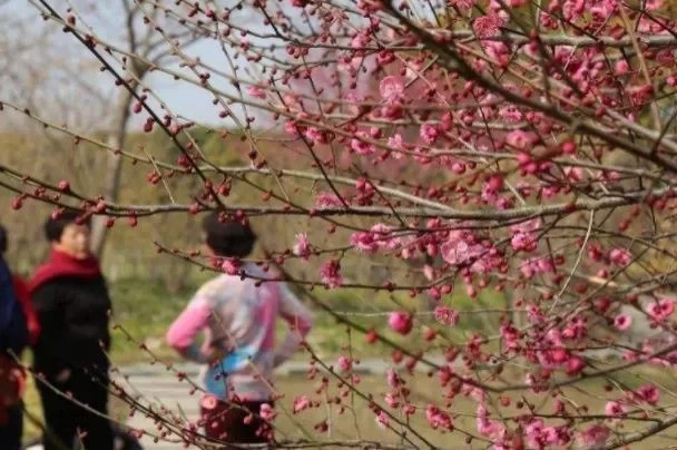 Best Places to Admire Plum Blossoms in Shanghai 