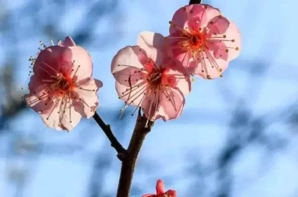 Best Places to Admire Plum Blossoms in Shanghai 