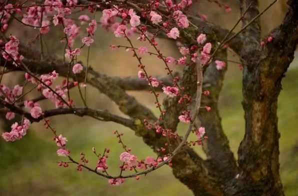 Best Places to Admire Plum Blossoms in Shanghai 