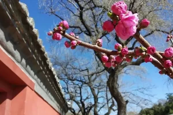 Spring Travel Guide and Flower Viewing Route Recommendation for the Summer Palace