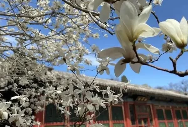 Spring Travel Guide and Flower Viewing Route Recommendation for the Summer Palace 