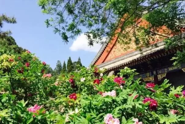 Spring Travel Guide and Flower Viewing Route Recommendation for the Summer Palace 