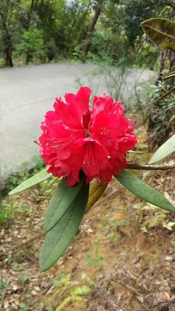 Is Longshun Baiyun Mountain Rhododendron Lake fun? 