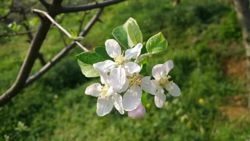 Is Longshun Baiyun Mountain Rhododendron Lake fun? 