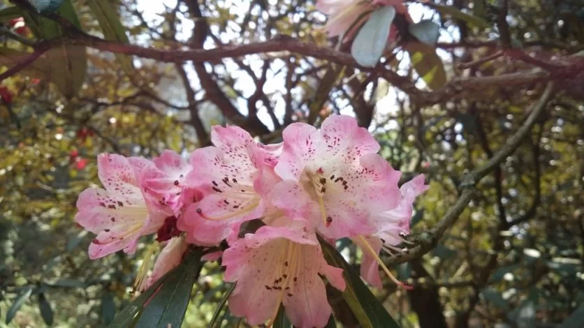 Is Longshun Baiyun Mountain Rhododendron Lake fun? 