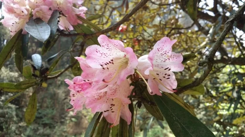 Is Longshun Baiyun Mountain Rhododendron Lake fun? 