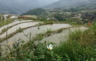 Longji Rice Terraces Travel Guide: Is Longji Rice Terraces Worth Visiting? 