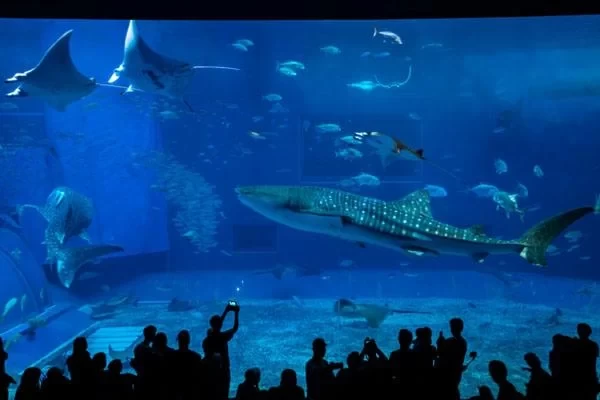 Zhengzhou Ocean Aquarium One-Day Tour Guide with Itinerary